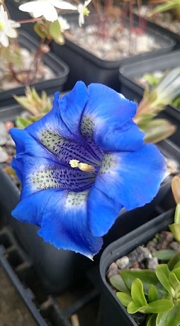 Gentiana kochiana compact form - 8cm pot 